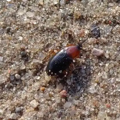 Foto von Hellschildiger Breithalskäfer (Calathus melanocephalus)