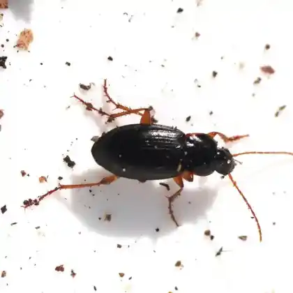 Foto von  (Calathus micropterus)