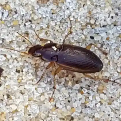 Foto von  (Calathus mollis)