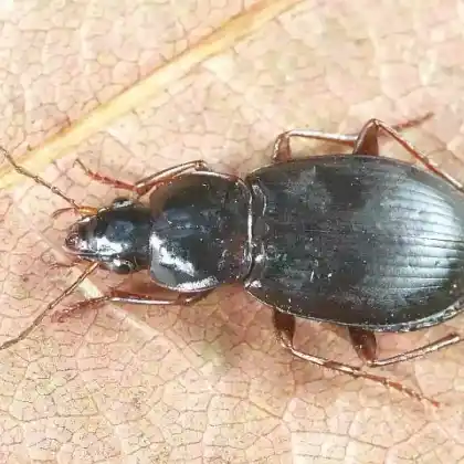 Foto von  (Calathus rotundicollis)