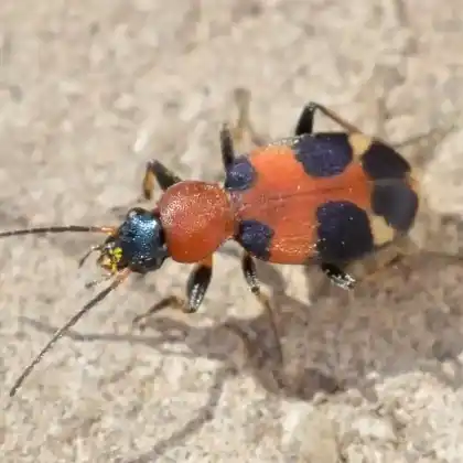 Foto von Mondfleck (Callistus lunatus)