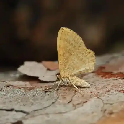 Foto von Braunbestäubter Blattspanner (Euchoeca nebulata)