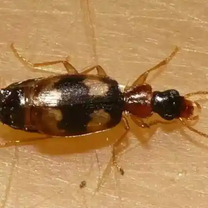 Foto von  (Calodromius bifasciatus)
