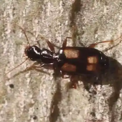 Foto von  (Calodromius spilotus)