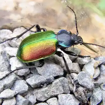 Foto von Kleiner Puppenräuber (Calosoma inquisitor)