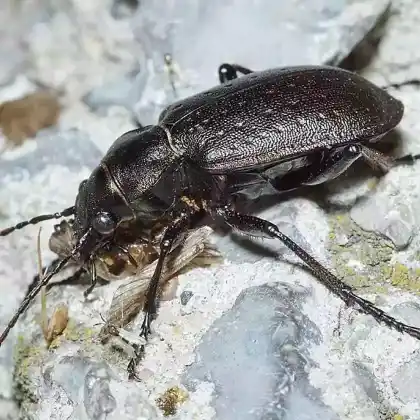 Foto von Kleiner Puppenräuber (Calosoma investigator)