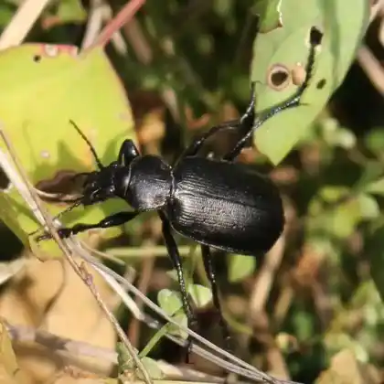 Foto von  (Calosoma maderae)