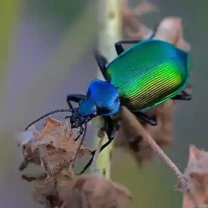 Foto von Großer Puppenräuber (Calosoma sycophanta)