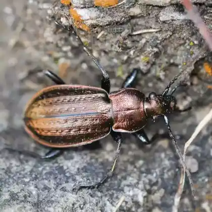 Foto von Hügel-Laufkäfer (Carabus arvensis)