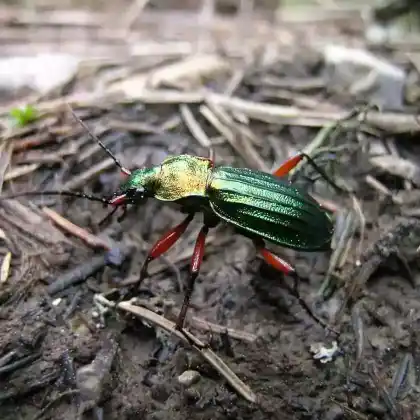 Foto von Goldlaufkäfer (Carabus auratus)