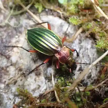 Foto von Goldglänzender Laufkäfer (Carabus auronitens)