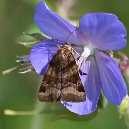 Foto von Braune Tageule (Euclidia glyphica)