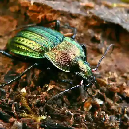 Foto von Körnerwarze (Carabus cancellatus)