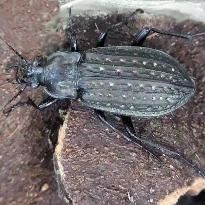 Foto von Uferlaufkäfer (Carabus clatratus)