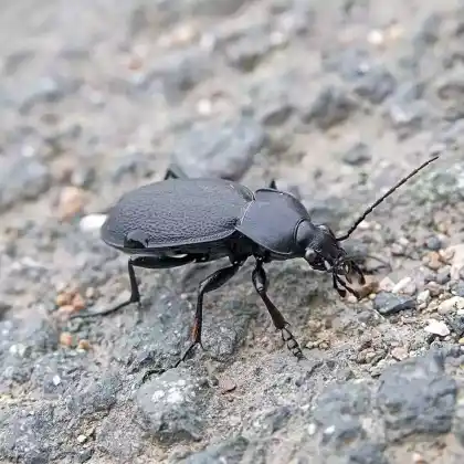 Foto von Lederlaufkäfer (Carabus coriaceus)
