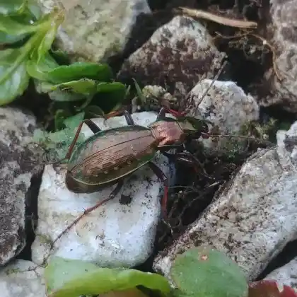 Foto von  (Carabus fabricii)