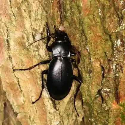 Foto von  (Carabus germarii)
