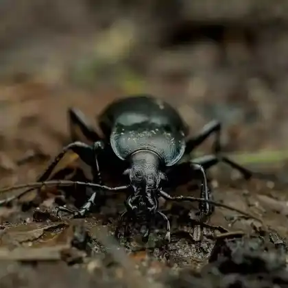Foto von Glatter Laufkäfer (Carabus glabratus)