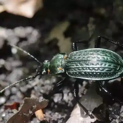 Foto von Körniger Laufkäfer (Carabus granulatus)