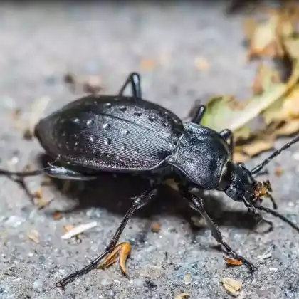 Foto von Gartenlaufkäfer (Carabus hortensis)