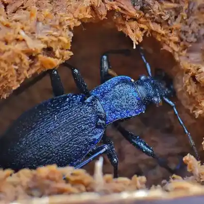 Foto von Blauer Laufkäfer (Carabus intricatus)
