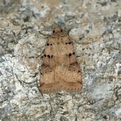 Foto von Dunkelbraune Erdeule (Eugnorisma depuncta)