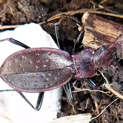 Foto von Berglaufkäfer (Carabus irregularis)