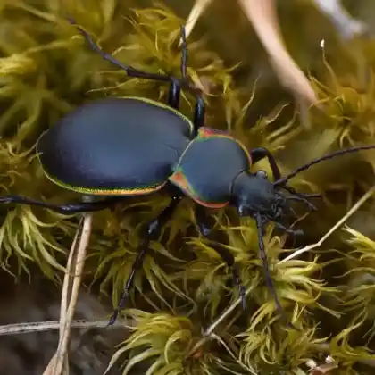 Foto von  (Carabus marginalis)