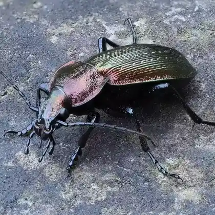 Foto von Feingestreifter Laufkäfer (Carabus monilis)