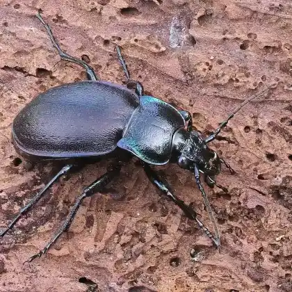 Foto von Hainlaufkäfer (Carabus nemoralis)