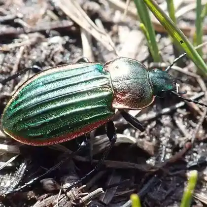 Foto von Heidelaufkäfer (Carabus nitens)
