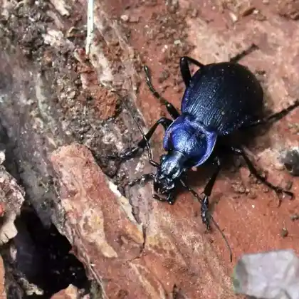 Foto von Kleiner Kettenlaufkäfer (Carabus problematicus)