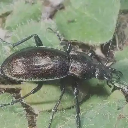 Foto von Gleichgestreifter Laufkäfer (Carabus scheidleri)