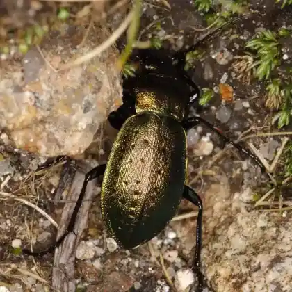 Foto von Robuster Bergwaldlaufkäfer (Carabus sylvestris)