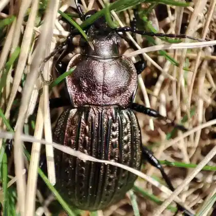Foto von  (Carabus ulrichii)