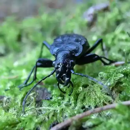 Foto von Schwarzer Grubenlaufkäfer (Carabus variolosus)