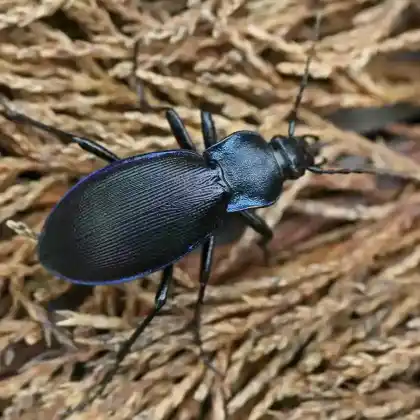 Foto von Goldleiste (Carabus violaceus)