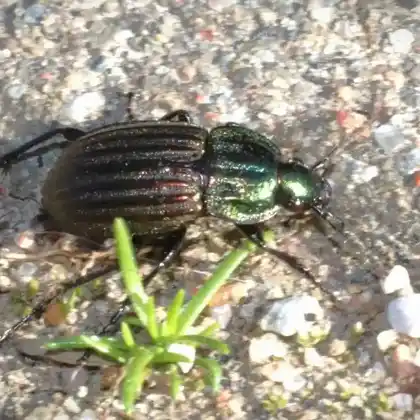 Foto von  (Chlaenius costulatus)