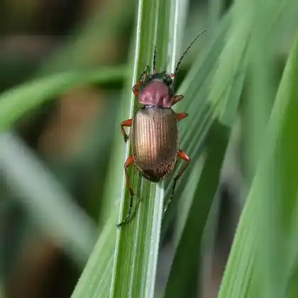 Foto von  (Chlaenius nigricornis)
