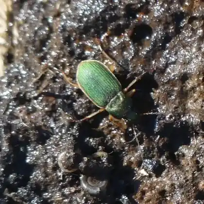 Foto von  (Chlaenius olivieri)