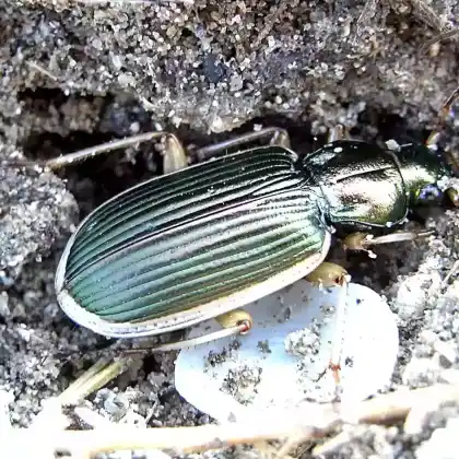 Foto von  (Chlaenius spoliatus)
