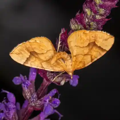 Foto von Honiggelber Haarbüschelspanner (Eulithis mellinata)
