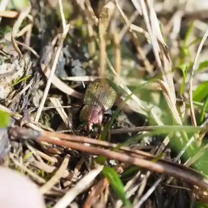 Foto von  (Chlaenius tibialis)