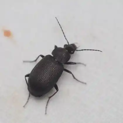 Foto von  (Chlaenius tristis)