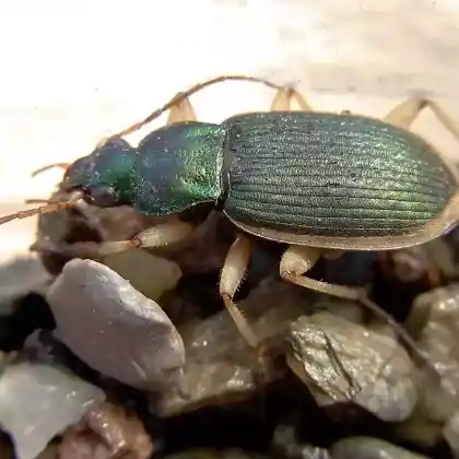 Foto von  (Chlaenius velutinus)