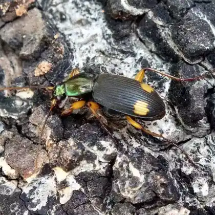 Foto von Gelbgerandeter Grünkäfer (Chlaenius vestitus)