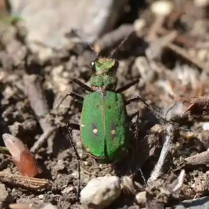 Foto von Feld-Sandlaufkäfer (Cicindela campestris)