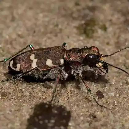 Foto von Kupferbrauner Sandlaufkäfer (Cicindela hybrida)