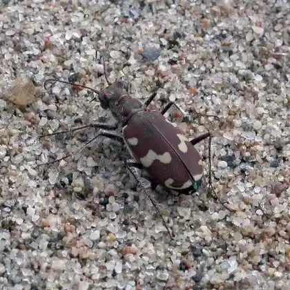 Foto von Küsten-Sandlaufkäfer (Cicindela maritima)