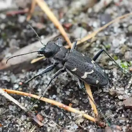 Foto von  (Cicindela sylvatica)